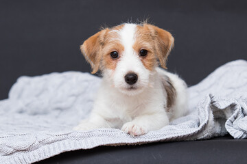 red and white color jack russell puppy in the studio