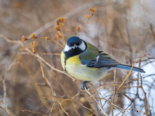 Cute bird Great tit, songbird sitting on a branch without leaves in the autumn or winter.