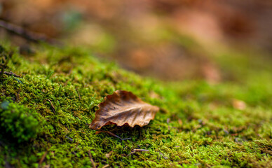 Hoja sobre musgo