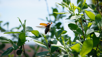 Melolontha. Cockchafer Melolontha Scarabaeidae, crawling on green leaves in natural environment. a large insect in the wild. garden pest. May beetle sits on leaves. isolated, natural background, macro