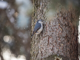 Eurasian nuthatch or wood nuthatch, lat. Sitta europaea, sitting on a tree trunk with snow in winter