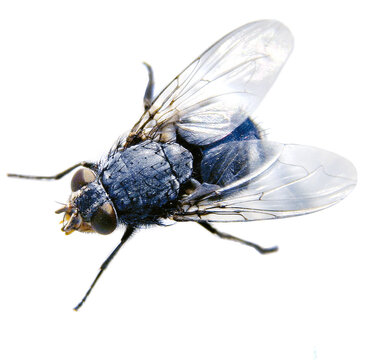 Detaillierte Makro-Aufnahme einer Fliege auf wei&szlig;em Hintergrund