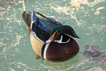 North American Wood Duck enjoys a swim on a sunny day in cool temperatures