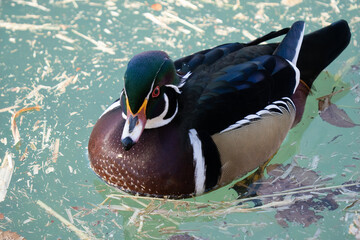 North American Wood Duck enjoys a swim on a sunny day in cool temperatures
