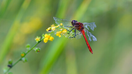 Sympetrum flaveolum. large dragonfly on wildflowers. beautiful insect sits in gras, on a green blurred background. beautiful bokeh, dragonfly predator, close-up, macro nature photo