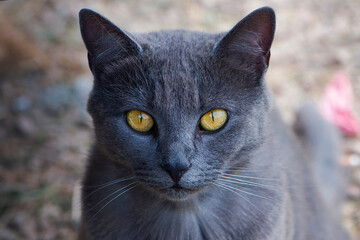 beautiful gray cat. close-up of the head of a gray cat with big yellow eyes. Chartres the cat looks...