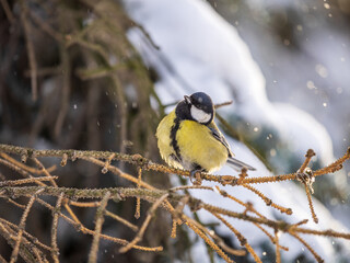 Cute bird Great tit, songbird sitting on the fir branch with snow in winter
