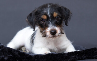 jack russell puppy looking at the camera