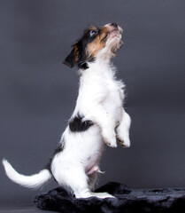 jack russell puppy stands on its hind legs and asks