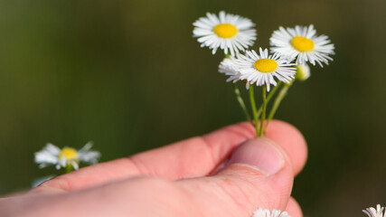 small field daisies in a man's hand. Man's palm with chamomiles on sunny summer day. Collecting pharmacy chamomile for chamomile tea. Medicinal plant in the hand. environment protection. Closeup