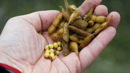 Glycine max. soy in hand. elite soybeans in the farmer's hand, holding his fingers. full pods of soybeans. autumn season. harvesting, autumn harvest, close-up, macro photo