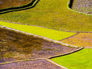 Colorful rice paddy fields in the highlands of Madagascar
