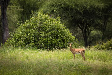 Naklejka na ściany i meble Closeup of Impala image taken on Safari located in the Tarangire, National park, Tanzania