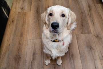 A young golden retriever sits with his muzzle closed and begs for food on modern vinyl panels.