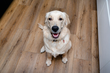 A young golden retriever sits with his muzzle open and begs for food on modern vinyl panels.