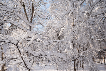 Snow covered trees in the winter forest. 