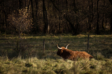 Furry highland cow in Isle of Skye, Scotland.