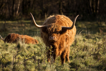 Furry highland cow in Isle of Skye, Scotland.