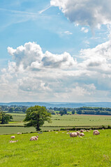 summertime scenery in the UK countryside.