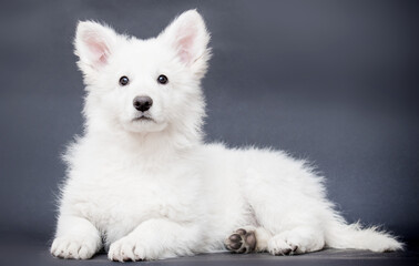 white shepherd puppy looking at the camera
