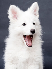 white swiss shepherd puppy yawns