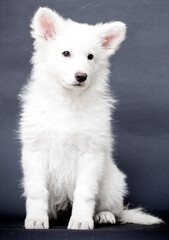 Fototapeta premium white swiss shepherd puppy looking