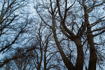 wild natural landscape, late autumn season, bare branches of trees without leaves, cloudy weather with haze, forest with silhouettes of trees