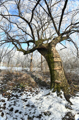 Tree as a playground.