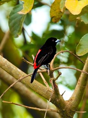 The scarlet-rumped tanager of Costa Rica. 