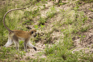 Monkey during safari in National Park of Tarangire, Tanzania.