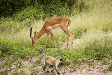 Monkey together with impala during safari in National Park of Tarangire, Tanzania.