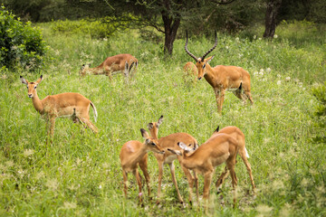 Group of impala image taken on Safari located in the Tarangire, National park, Tanzania.