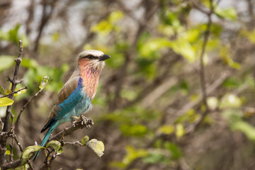 A colorful lilac-breasted roller sitting on tree during safari in Tarangire National Park, Tanzania