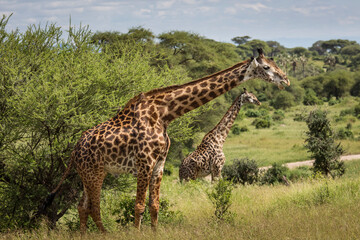 Beatiful girrafe during safari in Tarangire National Park, Tanzania..