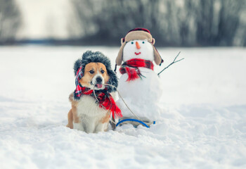 funny charming corgi dog in a warm hat carries a snowman in a sled
