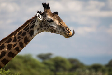 Obraz premium Beatiful girrafe during safari in Tarangire National Park, Tanzania..