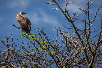 Eagle seating on a tree in safari at Tarangire National Park of Tanzania.