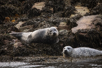 Harbor seal resting on a big bed of seaweed in Scotland..