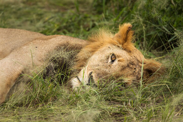Closeup of a lion resting in the grass during safari in Tarangire National Park, Tanzania.