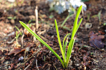 flower grows through the ground in winter