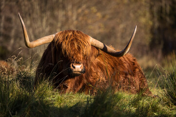 Furry highland cow in Isle of Skye, Scotland.