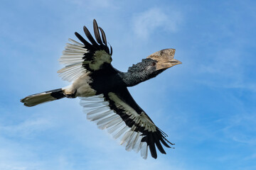 Black-and-white-casqued hornbill  (Bycanistes subcylindricus), also known as grey-cheeked hornbill in flight, Mpanga forest, Uganda