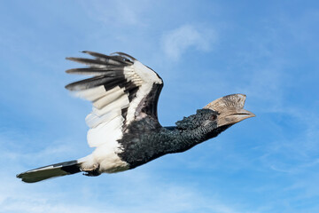 Black-and-white-casqued hornbill  (Bycanistes subcylindricus), also known as grey-cheeked hornbill in flight, Mpanga forest, Uganda