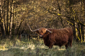 Furry highland cow in Isle of Skye, Scotland.