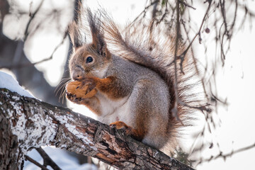 Obraz premium The squirrel with nut sits on tree in the winter or late autumn