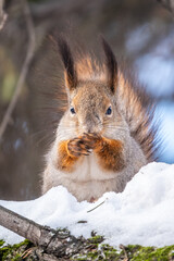 Squirrel in winter sits on a tree trunk with snow