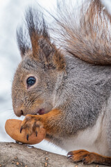 Naklejka na ściany i meble The squirrel with nut sits on tree in the winter or late autumn. Portrait of the squirrel close-up