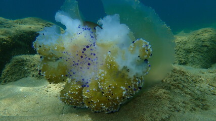 Dead Mediterranean jellyfish or fried egg jellyfish, Mediterranean jelly (Cotylorhiza tuberculata) undersea, Aegean Sea, Greece, Halkidiki