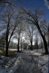 Central park in the shadows.