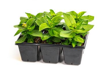 Naklejka premium Zinnia Seedling Spring Flowers in Pots Ready for Planting for Spring Landscaping Planting on White Background. Selective focus.